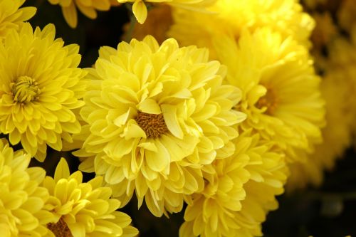 flower chrysanthemums yellow