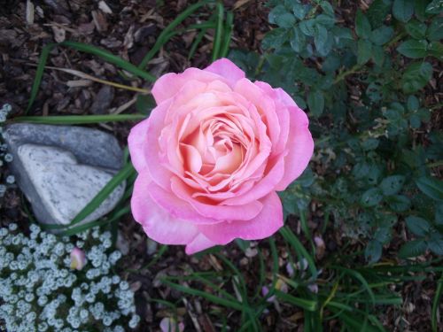 flower beautiful pink flower