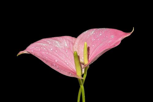 flower pink calla plants