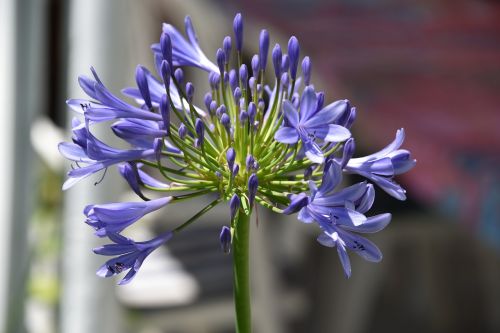 flower blue nature