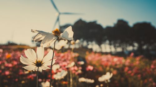 flower garden winter