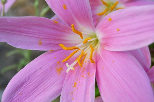 flower wild saffron crocus nudiflorus