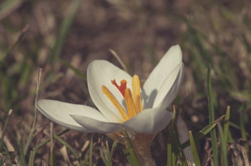 flower spring white