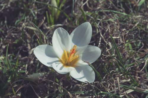 flower spring white