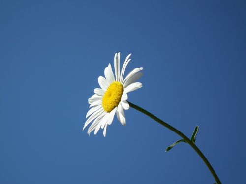 flower bloom white