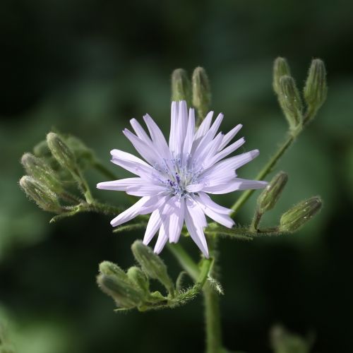 flower weeds plant