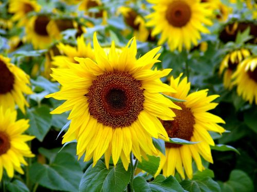 flower plant sunflower sunflower