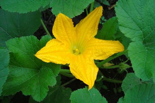 flower yellow zucchini