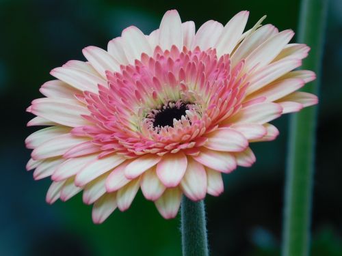 flower gerbera pink