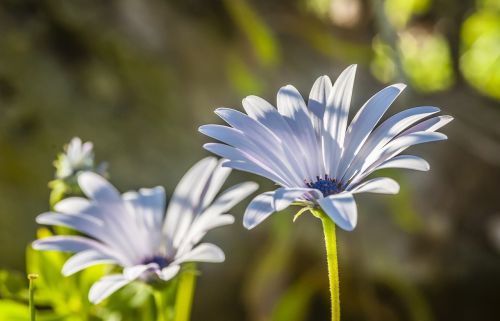 flower close white