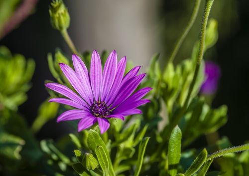 flower close white