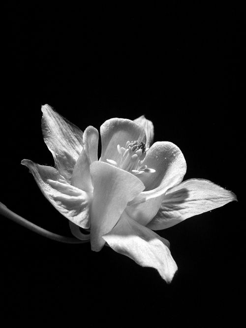 flower macro black and white
