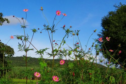 flower cosmos wild pink