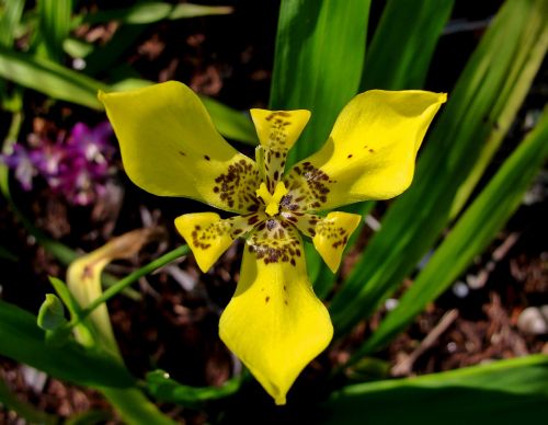 flower yellow petal