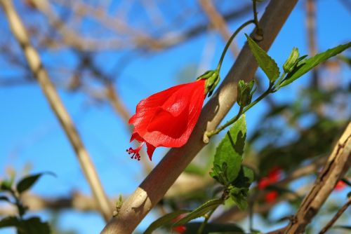 flower red nature