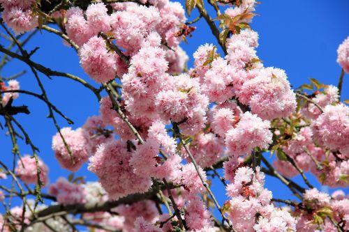 blossom bloom tree