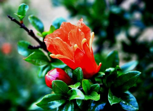 flower bud orange