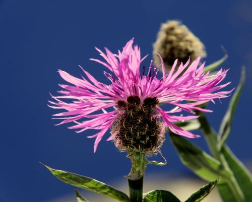 flower pink pink flower