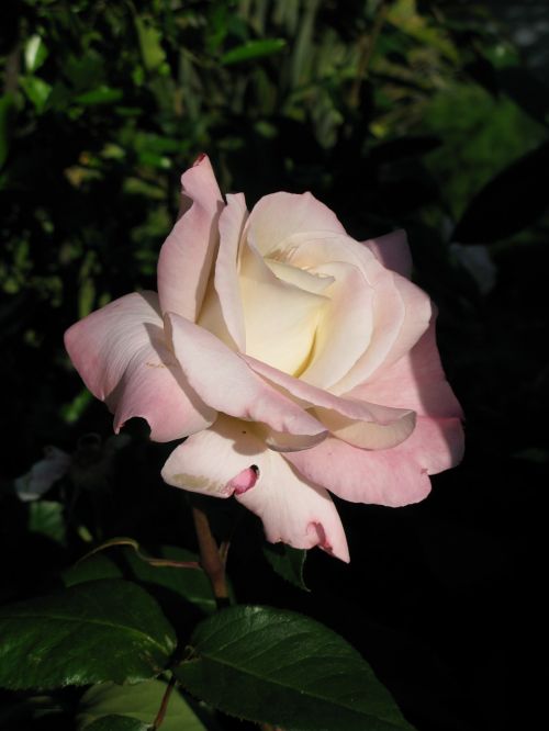 flower rose pink