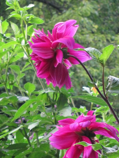 flower pink fuschia