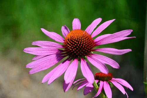 flower flowers nature