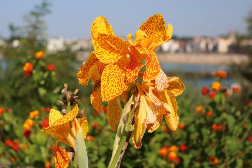 flower iris blossom