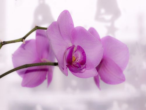 flower orchid bright