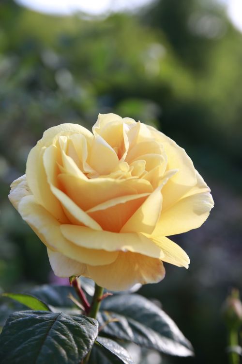 flower rosa yellow