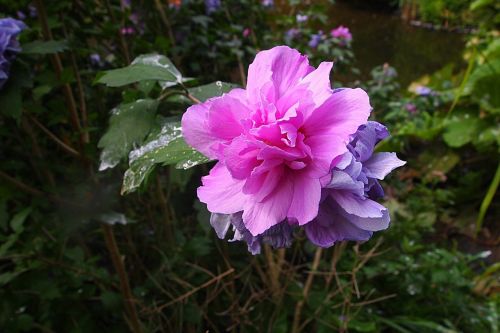 flower pink flower pink