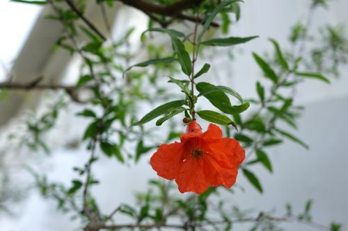 flower pomegranate punica granatum l