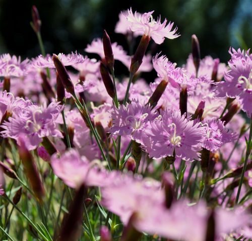 flower plant phlox