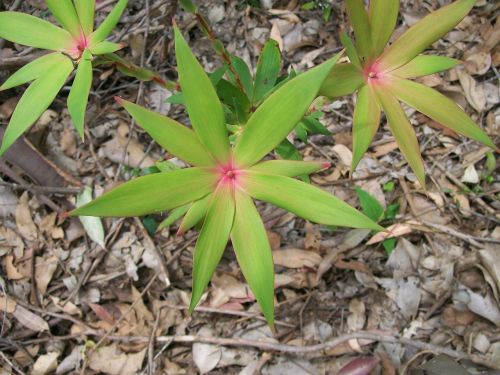 flower nature plants