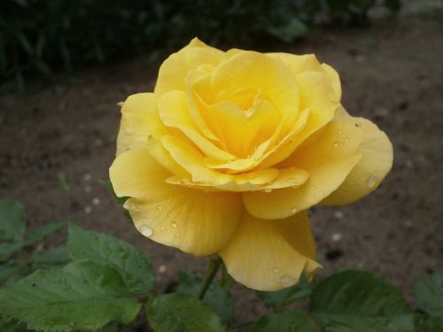 flower rose yellow roses