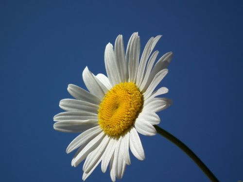 flower daisy white