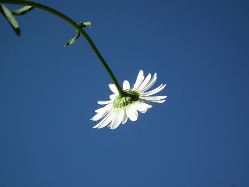 flower daisy white