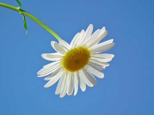 flower daisy white