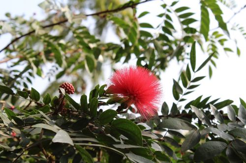 flower lalbagh garden