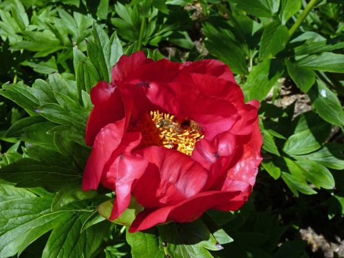 flower peony spring