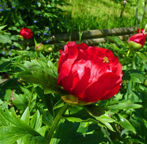 flower peony spring