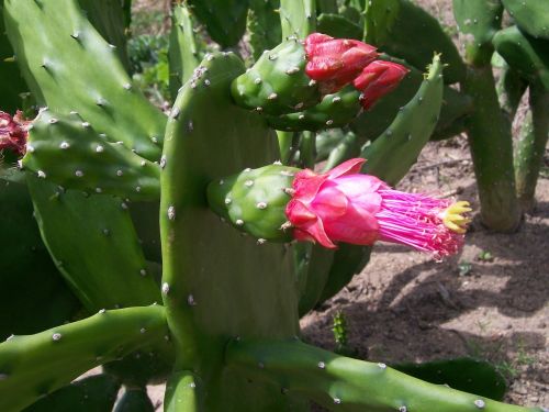 flower of cactus