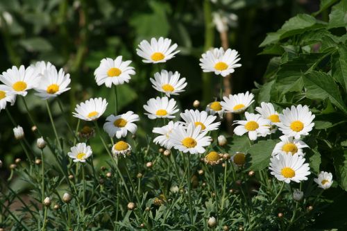 flower chamomile plant