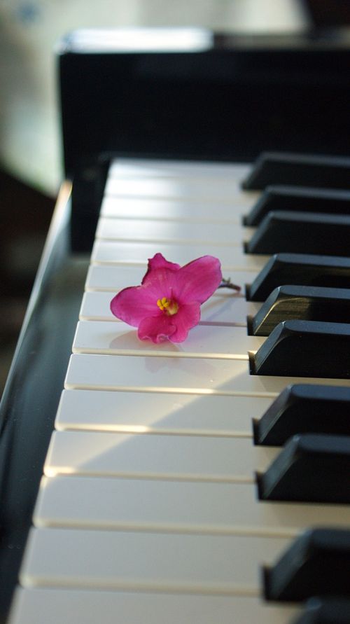 flower pink flower piano