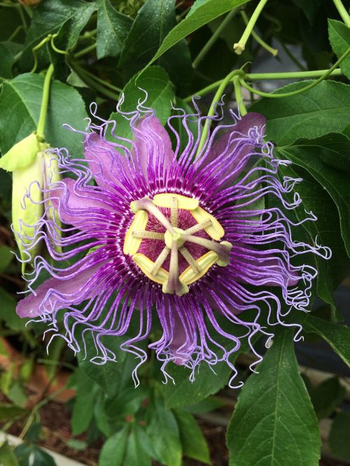 flower purple passiflora caerulea