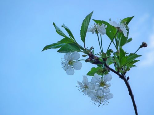 flower cherry the leaves of the branch