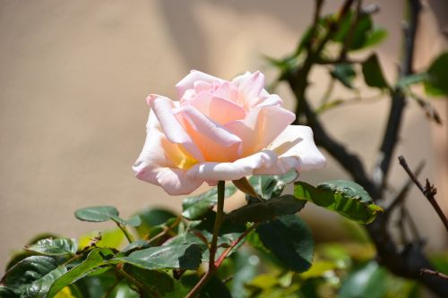 flower pink white rose