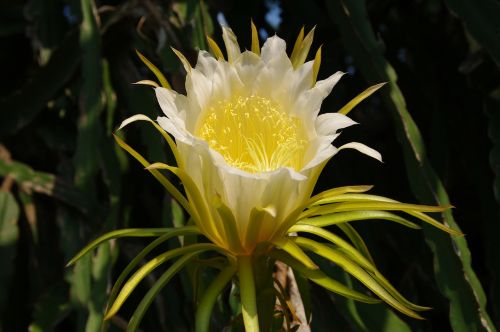 flower yellow flower beautiful flower