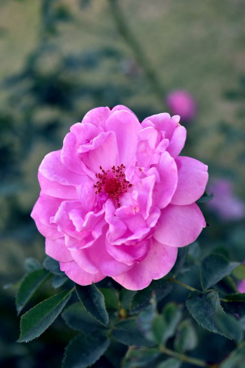 flower rose pink rose