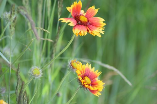 flower summer konkardenblume