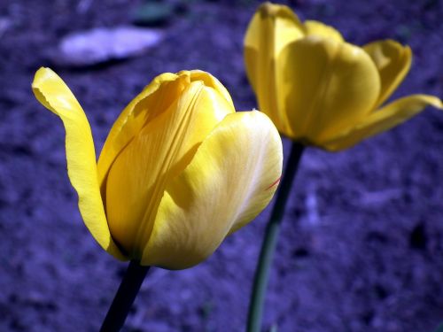 flower tulip yellow
