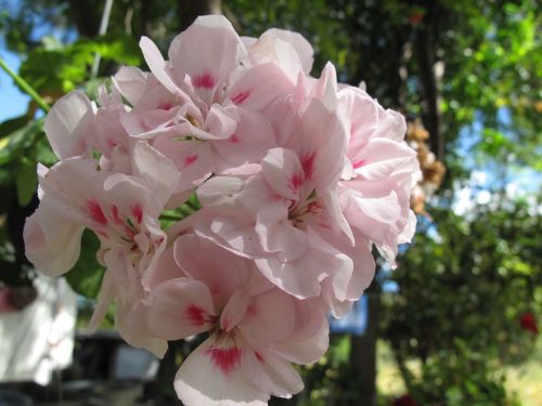 flower rosa naturalezan